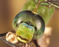 Anax imperator