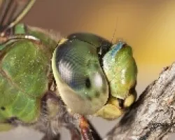 Anax imperator