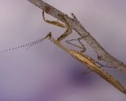 Mantis religiosa
