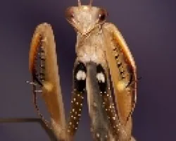 Mantis religiosa-defensa