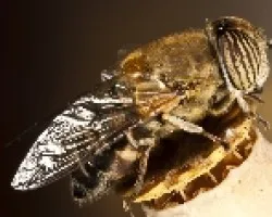 Eristalodes taeniops canariensis