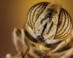 Eristalodes taeniops canariensis