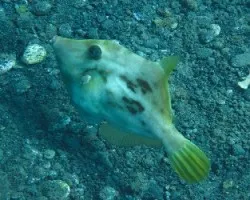 Gallito (Stephanolepis hispidus)