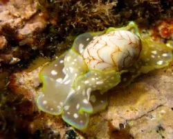 Mollusca