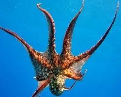 pulpo