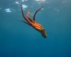 pulpo