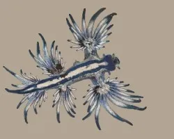 Glaucus atlanticus (Nudibranquio)