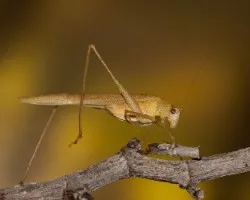 Saltamontes
