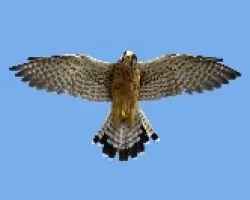 Falco tinnunculus