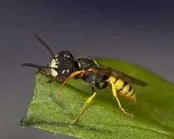 Philanthus triangulum