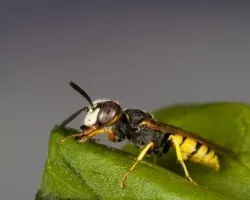 Philanthus triangulum