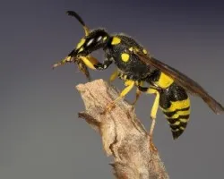 Ancistrocerus gazella