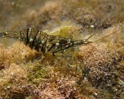Palaemons elegans