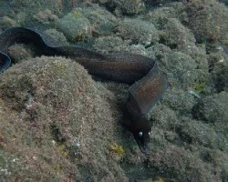 Muraena augusti