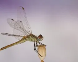 Sympetrum fonscolombei