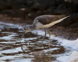 Tringa nebularia