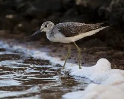 Tringa nebularia