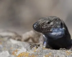 gallotia palmae ?
