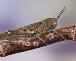Schistocerca gregaria ?