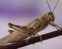 Schistocerca gregaria ?