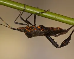 Leptoglossus gonagra