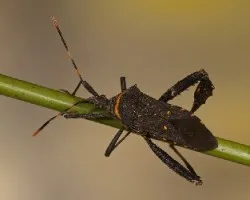 Leptoglossus gonagra