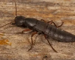Ocypus olens