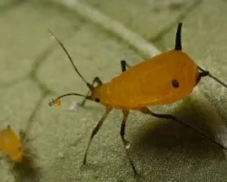 Aphis nerii