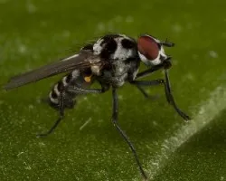 Diptero