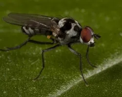 Diptero