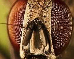 ojos