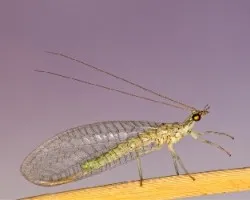 Chrysopa