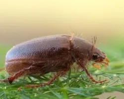 Pachydema