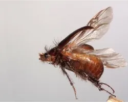 Pachydema