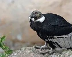 Condor Andino