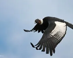 Condor Andino