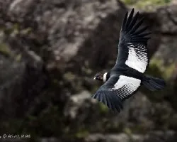 Condor Andino-1