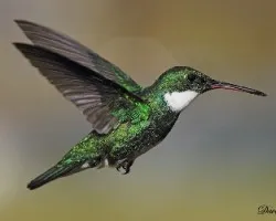 Picaflor Garganta blanco