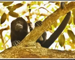 Congo