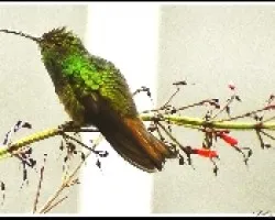 Colibri