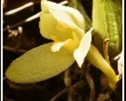maxilaria hatwingeea