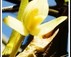 maxilaria hatwingeea