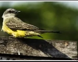 Pecho amarillo