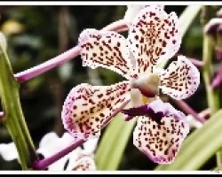 Vanda tricolor