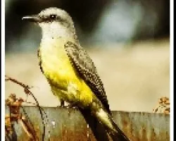 Tyrannus Melancholicus