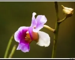 Vanda teres