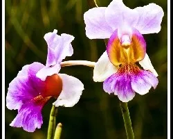 Vanda teres