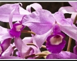 Guaria morada