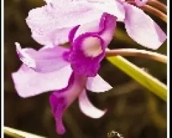 Guaria morada