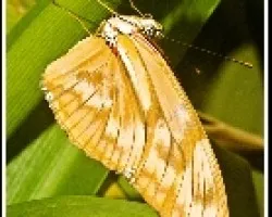Mariposa